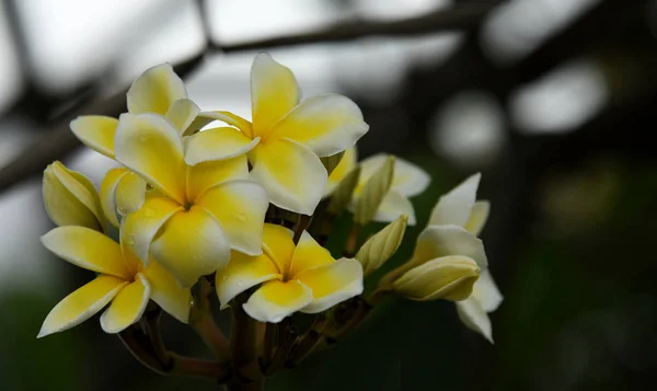 美しい庭の花 抽象的な光と背景のボケ味とカラフルなコスモスの花 春のフォーマルな庭 カラフルな花の美しい庭 — ストック写真