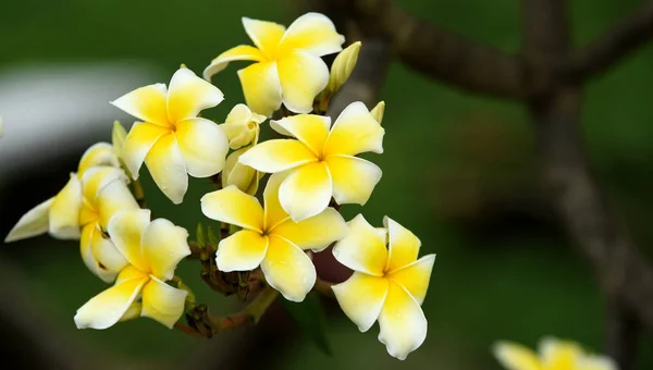 Schöne Tropische Gelbe Blüten — Stockfoto