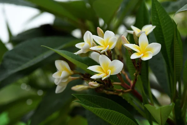 Vackra Tropiska Gula Blommor — Stockfoto