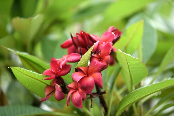 Bunte Blumen Garden Plumeria Flower Blooming Beautiful Blumen Garten Blüht — Stockfoto