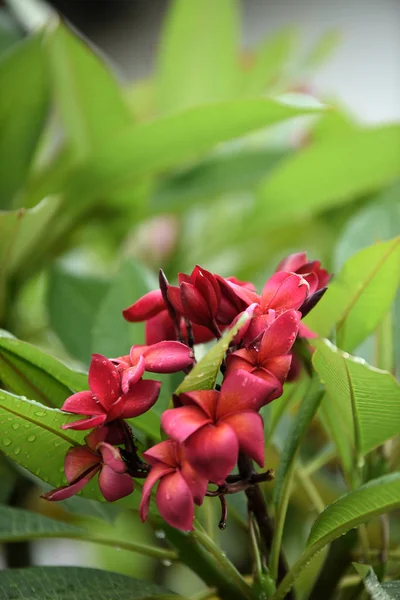 Colorful Flowers Garden Plumeria Flower Blooming Beautiful Flowers Garden Blooming — Stock Photo, Image