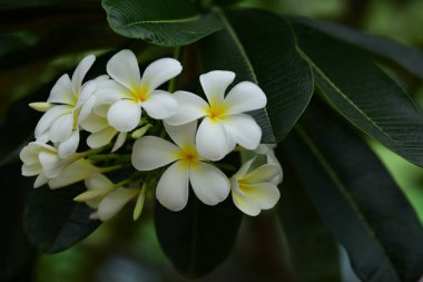 Bahçedeki güzel beyaz çiçekler