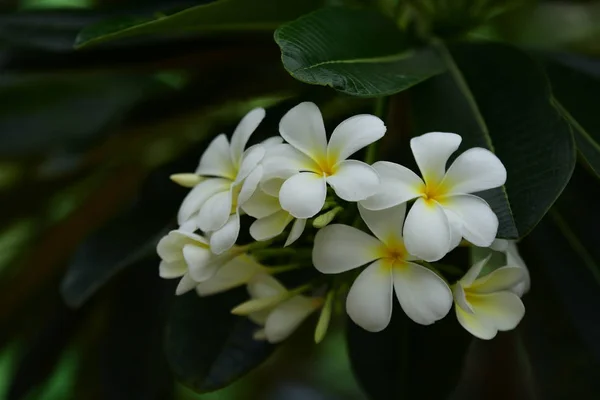 Schönen Garten Flowers Bunten Kosmos Blumen Mit Abstraktem Licht Und — Stockfoto