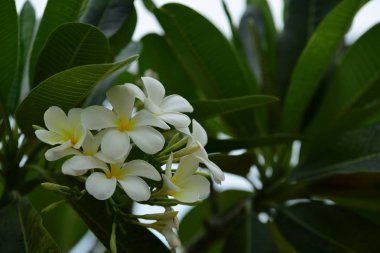 Bahçedeki güzel beyaz çiçekler