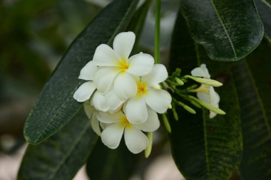 Bahçedeki güzel beyaz çiçekler