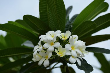 Bahçedeki güzel beyaz çiçekler