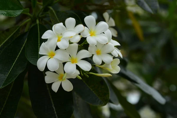 花园里美丽的白花 — 图库照片