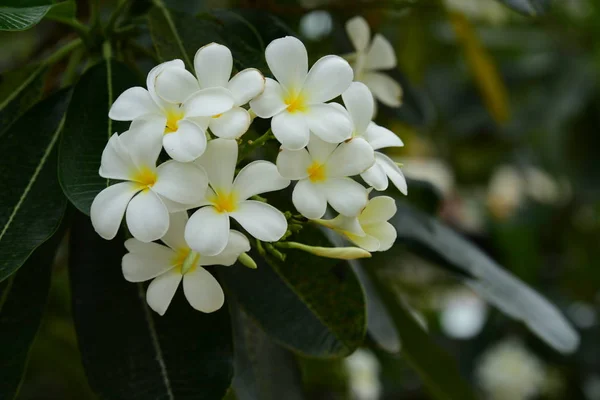 Schöne Weiße Blumen Garten — Stockfoto