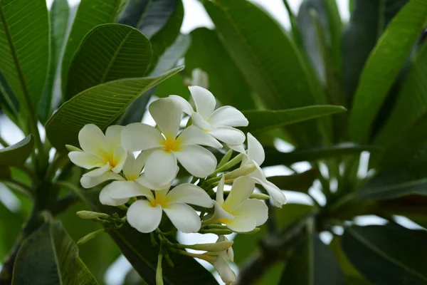 Vackra Vita Blommor Trädgården — Stockfoto