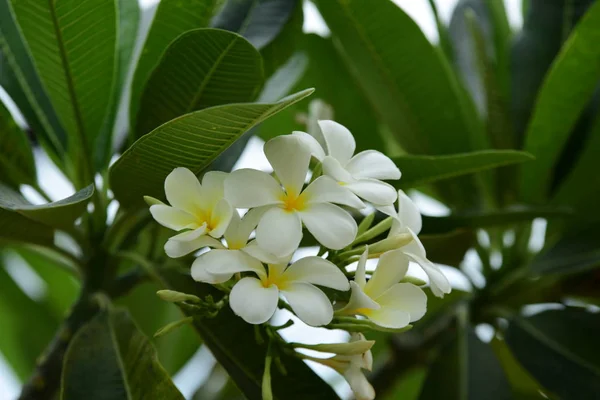 Vackra Vita Blommor Trädgården — Stockfoto