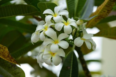 Bahçedeki güzel beyaz çiçekler