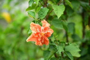 Bahçedeki güzel kırmızı çiçek