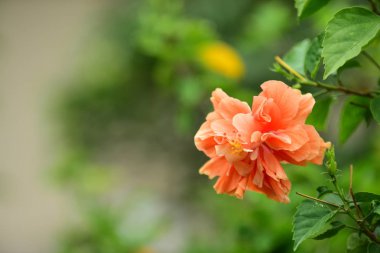 Bahçedeki güzel kırmızı çiçek