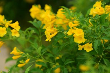 Bahçedeki güzel sarı çiçekler 