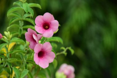 Renkli çiçek güzel bir bahçe. Resmi bahçe. Park. Güzel Garden.Leaves, ağaçlar, yaz aylarında bahçe Blooming güzel çiçekler.