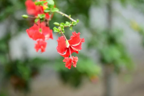 Krásné Zahradní Květiny Barevné Květy Abstraktní Světla Bokeh Pozadí Jarní — Stock fotografie