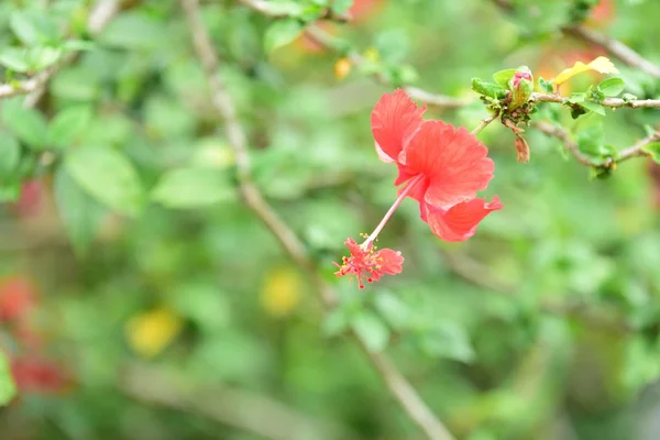 Belle Fleur Rouge Dans Jardin — Photo