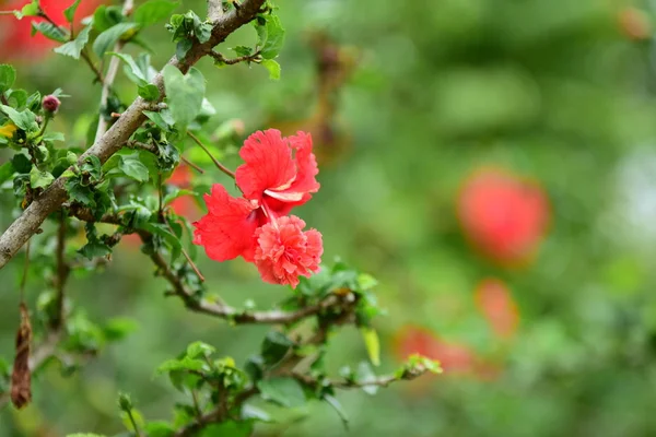 Krásné Zahradní Květiny Barevné Květy Abstraktní Světla Bokeh Pozadí Jarní — Stock fotografie