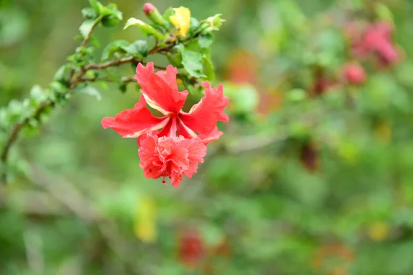 Flores Bonitas Jardim Flowers Colorful Com Luz Abstrata Bokeh Para — Fotografia de Stock