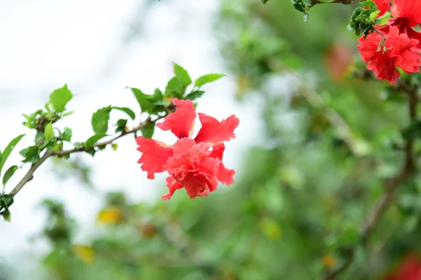 Renkli Çiçek Güzel Bir Bahçe Resmi Bahçe Park Güzel Garden — Stok fotoğraf
