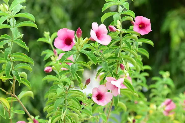 Schöne Rosa Blumen Garten — Stockfoto