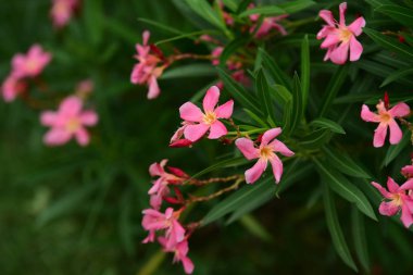 Yaz aylarında bahçe Blooming güzel çiçeklenir. Resmi bahçe. Park. Güzel bahçe.