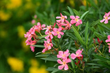 Yaz aylarında bahçe Blooming güzel çiçeklenir. Resmi bahçe. Park. Güzel bahçe.