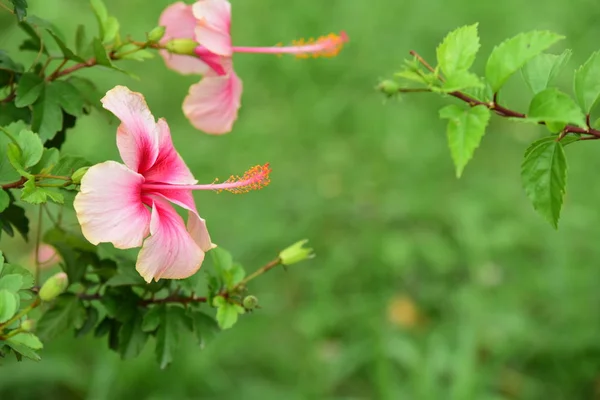 Piękne Kwiaty Ogrodzie Blooming Lecie Formalny Ogród Krajobrazowy Park Piękny — Zdjęcie stockowe
