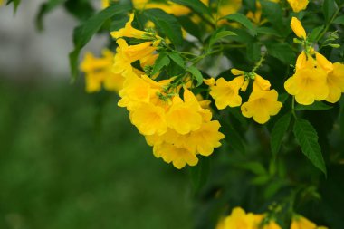 Renkli çiçek güzel bir bahçe. Resmi bahçe. Park. Güzel Garden.Leaves, ağaçlar, yaz aylarında bahçe Blooming güzel çiçekler.