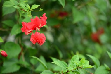 Bahçedeki güzel kırmızı çiçek