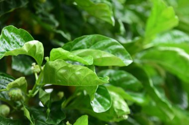 Bahçede renkli çiçek. Plumeria çiçek çiçeklenme. Yaz aylarında bahçe Blooming güzel çiçeklenir. Resmi bahçe güzel bahçe.