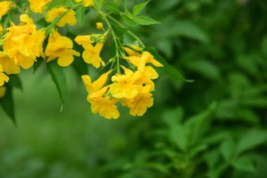 Yaz aylarında bahçe Blooming güzel çiçeklenir. Resmi bahçe. Park. Güzel bahçe.