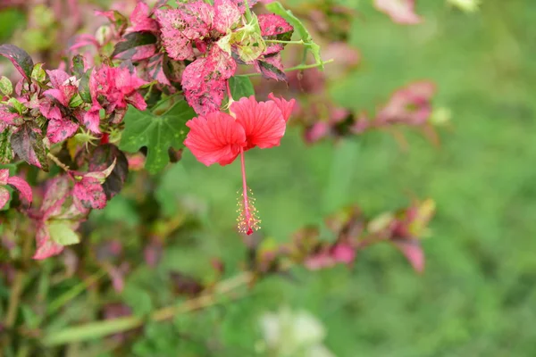 Flores Rosadas Hojas Verdes Que Hermoso Naturaleza — Foto de Stock