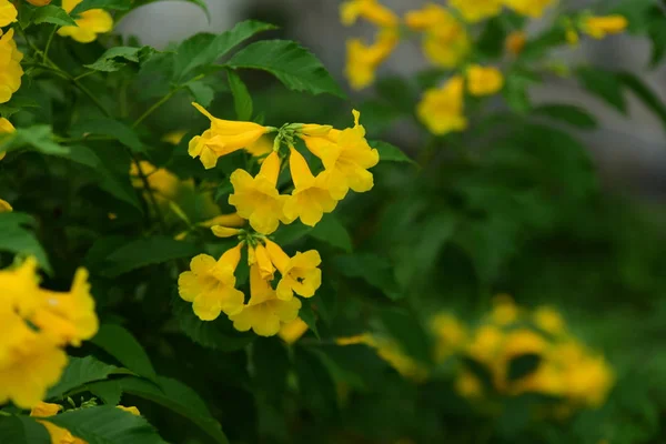 Abricots Fleurs Fleurissant Dans Vietnam Nouvel Lunaire Avec