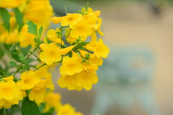 Schöne Blumen Garten Blühen Sommer Landschaftlich Gestalteten Formalen Garten Park — Stockfoto