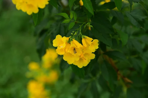 Hermosas Flores Jardín Floreciendo Verano Jardín Formal Paisajeado Parque Hermoso —  Fotos de Stock