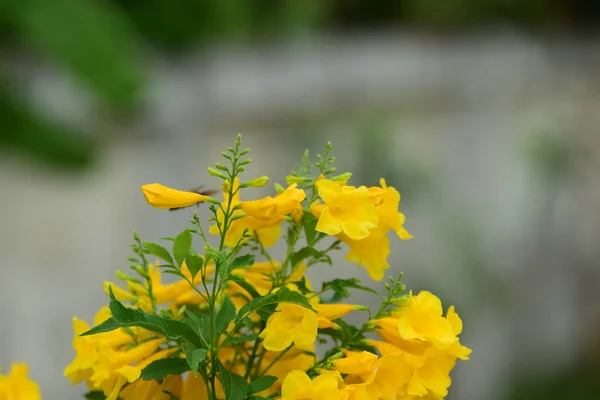 Красиві Квіти Саду Квітуча Влітку Ландшафтний Сад Формальних Парк Прекрасний — стокове фото