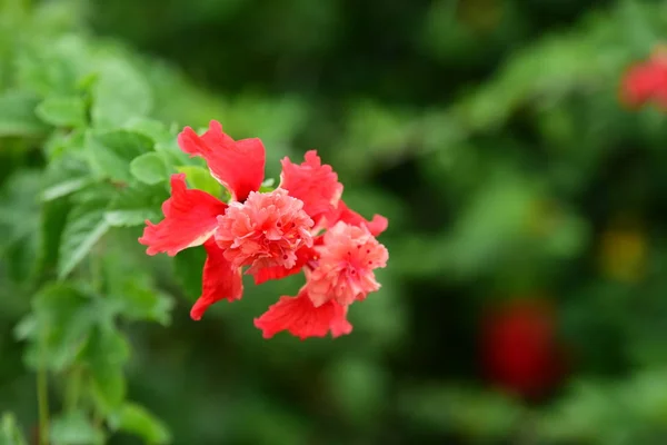 Różowe Kwiaty Zielone Liście Które Jest Piękna Przyrodzie — Zdjęcie stockowe