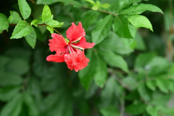 Flores Cor Rosa Folhas Verdes Que Bonito Natureza — Fotografia de Stock