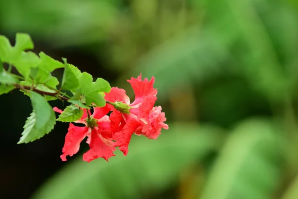 Flores Cor Rosa Folhas Verdes Que Bonito Natureza — Fotografia de Stock