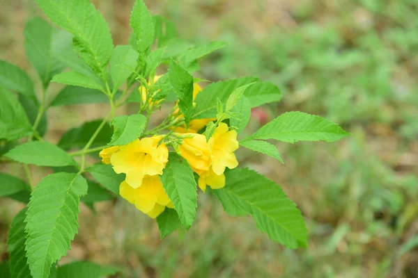 庭にはカラフルな花 プルメリアの花が咲いています 夏に庭の咲く美しい花 正式な庭園の美しい庭園 — ストック写真