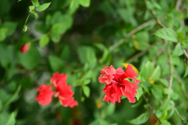 花园里五颜六色的花朵 鸡蛋花开花 花园里美丽的花朵在夏天盛开 园景正规花园美丽花园 — 图库照片