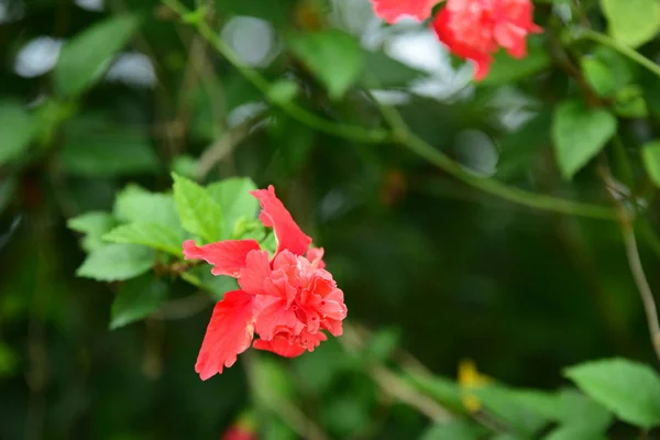 Krásné Květiny Zahradě Blooming Létě Formální Zahrada Parku Krásná Zahrada — Stock fotografie