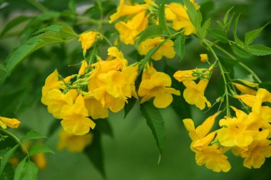 Bahçede renkli çiçek. Plumeria çiçek çiçeklenme. Yaz aylarında bahçe Blooming güzel çiçeklenir. Resmi bahçe güzel bahçe.
