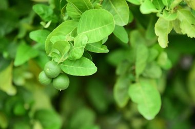 Limon ağacı ve yeşil yaprakları.