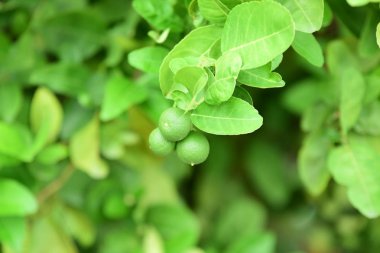 Bahçede taze yeşil nane 