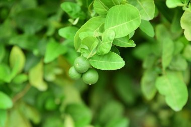 Limon ağacı ve yeşil yaprakları.