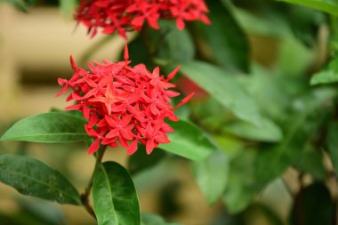 Renkli çiçek güzel bir bahçe. Resmi bahçe. Park. Güzel Garden.Leaves, ağaçlar, yaz aylarında bahçe Blooming güzel çiçekler.