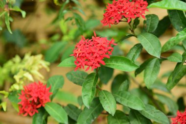 Bahçedeki güzel kırmızı çiçekler