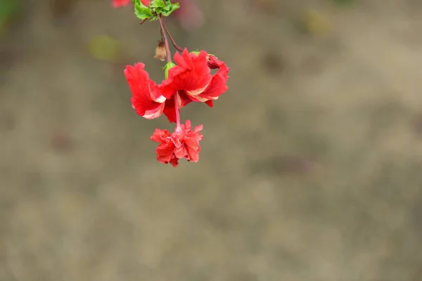 Kolorowe Kwiaty Ogrodzie Kwitnący Kwiat Plumeria Piękne Kwiaty Ogrodzie Blooming — Zdjęcie stockowe